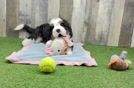 Mini Bernedoodle Pup Being Cute