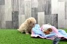 Meet Neiman - our Maltipoo Puppy Video