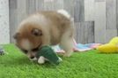 Meet Boop - our Pomeranian Puppy Video