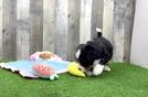 Meet Marie - our Mini Bernedoodle Puppy Video