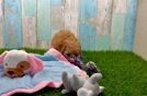 Hypoallergenic Cavadoodle Poodle Mix Puppy