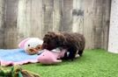 Playful Havadoodle Poodle Mix Puppy