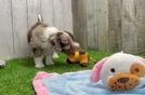 Meet Homage - our Mini Aussiedoodle Puppy Video