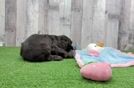 Meet Leann - our Cocker Spaniel Puppy Video