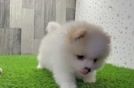 Pomeranian Puppy for Adoption