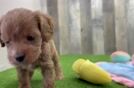 Meet Odessa - our Cavapoo Puppy Video