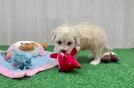 Maltipoo Puppy for Adoption
