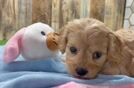 Best Cavapoo Baby