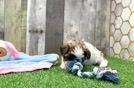 Playful Shichon Designer Puppy