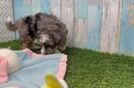 Mini Aussiedoodle Pup Being Cute