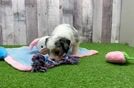 Cute Cockapoo Baby