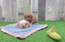Playful Poodle Baby