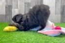 Mini Aussiedoodle Pup Being Cute