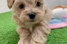 Small Maltipoo Baby