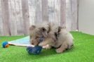 Popular Mini Aussiedoodle Poodle Mix Pup