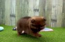 Meet Daphne - our Pomeranian Puppy Video