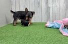 Meet Almond - our Yorkshire Terrier Puppy Video