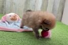 Pomeranian Pup Being Cute