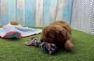 Meet Ego - our Mini Goldendoodle Puppy Video