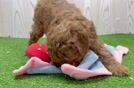 Small Mini Goldendoodle Baby