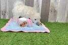 Best Maltipoo Baby