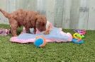 Meet Tater - our Cavapoo Puppy Video