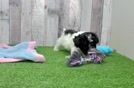 Adorable Malt Oodle Poodle Mix Puppy