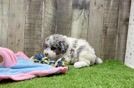 Energetic Pooodle Purebred Puppy