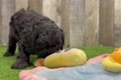 Happy Cockapoo Baby