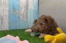 Adorable Yorkiedoodle Poodle Mix Puppy