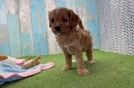 Petite Cavapoo Poodle Mix Pup