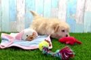 Maltipoo Puppy for Adoption