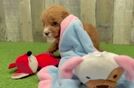 Meet Cayenne - our Mini Goldendoodle Puppy Video