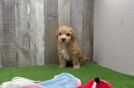 Poochon Puppy for Adoption