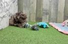 Funny Poodle Purebred Pup