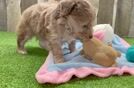 Mini Aussiedoodle Pup Being Cute