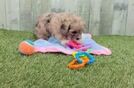 Meet Missy - our Shih Poo Puppy Video