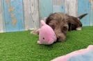 Yorkie Poo Pup Being Cute