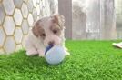 Friendly Maltipoo Baby