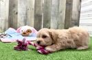 Maltipoo Pup Being Cute