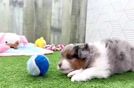 Mini Aussiedoodle Pup Being Cute