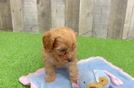 Cute Cavapoo Baby