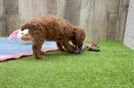 Meet Dandelion - our Poodle Puppy Video