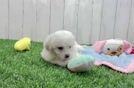 Little Havashon Designer Puppy