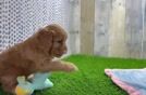 Sweet Cavapoo Baby