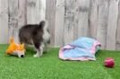 Pomsky Puppy for Adoption