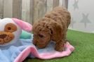 Adorable Golden Retriever Poodle Mix Poodle Mix Puppy