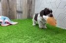 Playful Poodle Purebred Pup