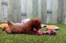 Meet Kevlar - our Poodle Puppy Video