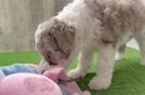 Mini Sheepadoodle Puppy for Adoption